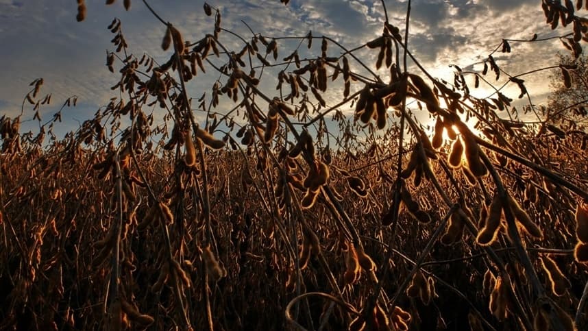 Mercado de grãos enfrenta queda com expectativas climáticas nos EUA