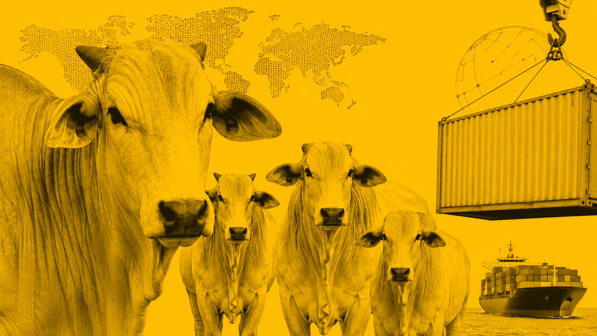 Alta nas cotações de carne bovina nos portos argentinos