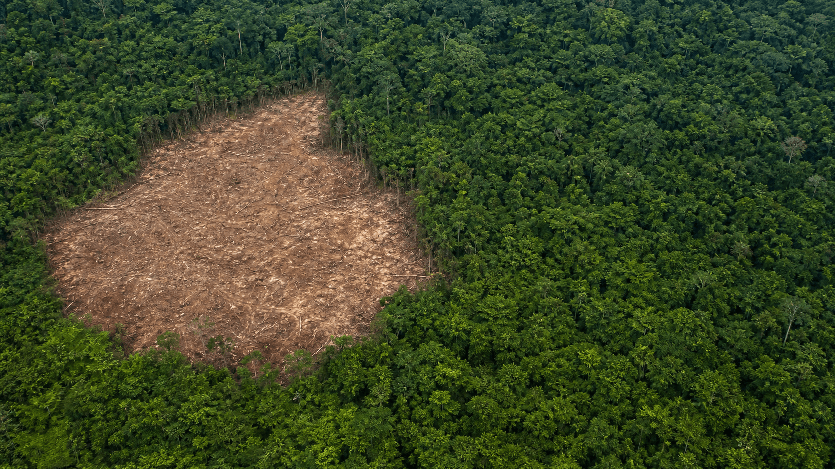 Desmatamento na Amazônia cai 10% em 2026, menor taxa em 8 anos