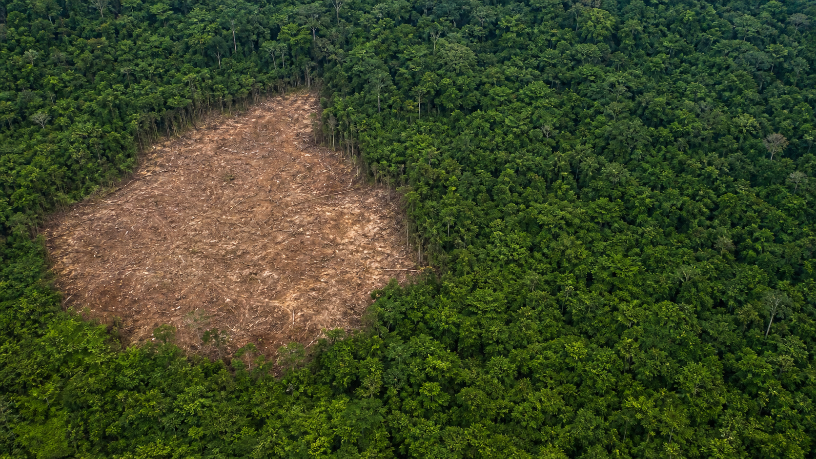 Desmatamento na Amazônia cai 10% em 2026, menor taxa em 8 anos