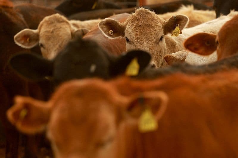 Fechamento da fronteira amplia lucros da produção de carne no México