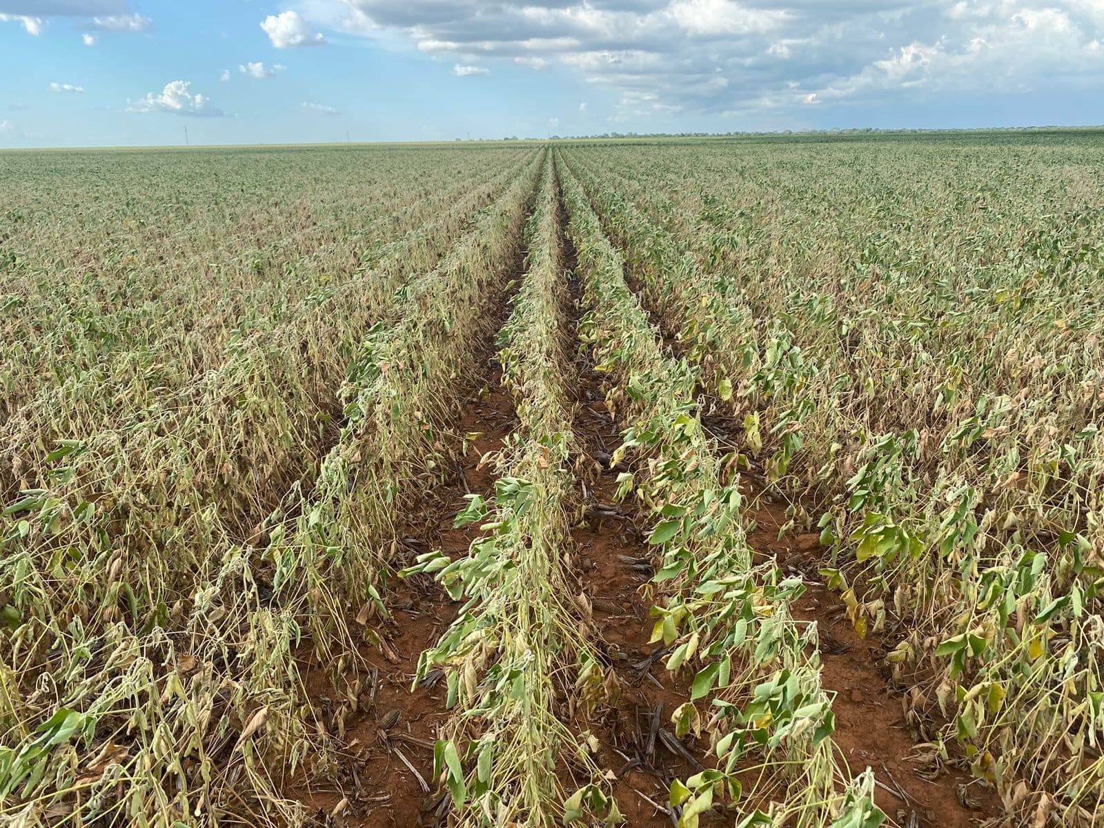 FPA propõe renegociação diferenciada de dívidas rurais por clima e mercado
