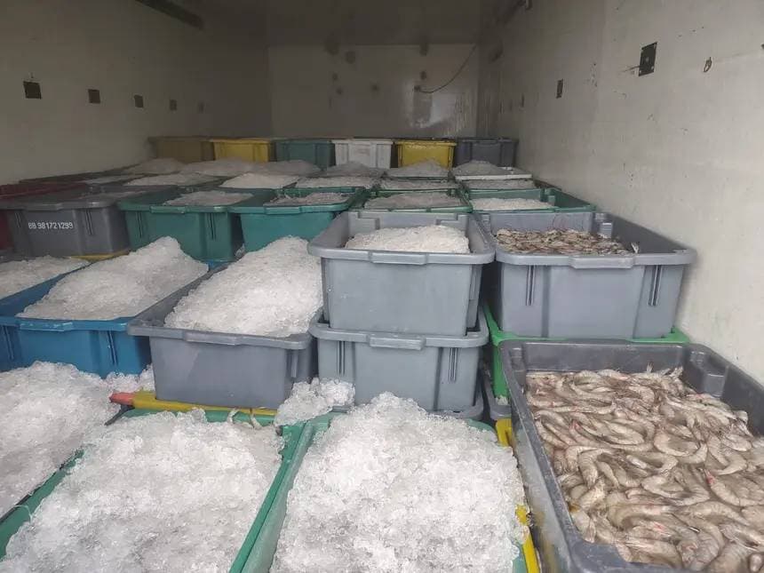 Sefa apreende 4,5 toneladas de camarão em Cachoeira do Piriá
