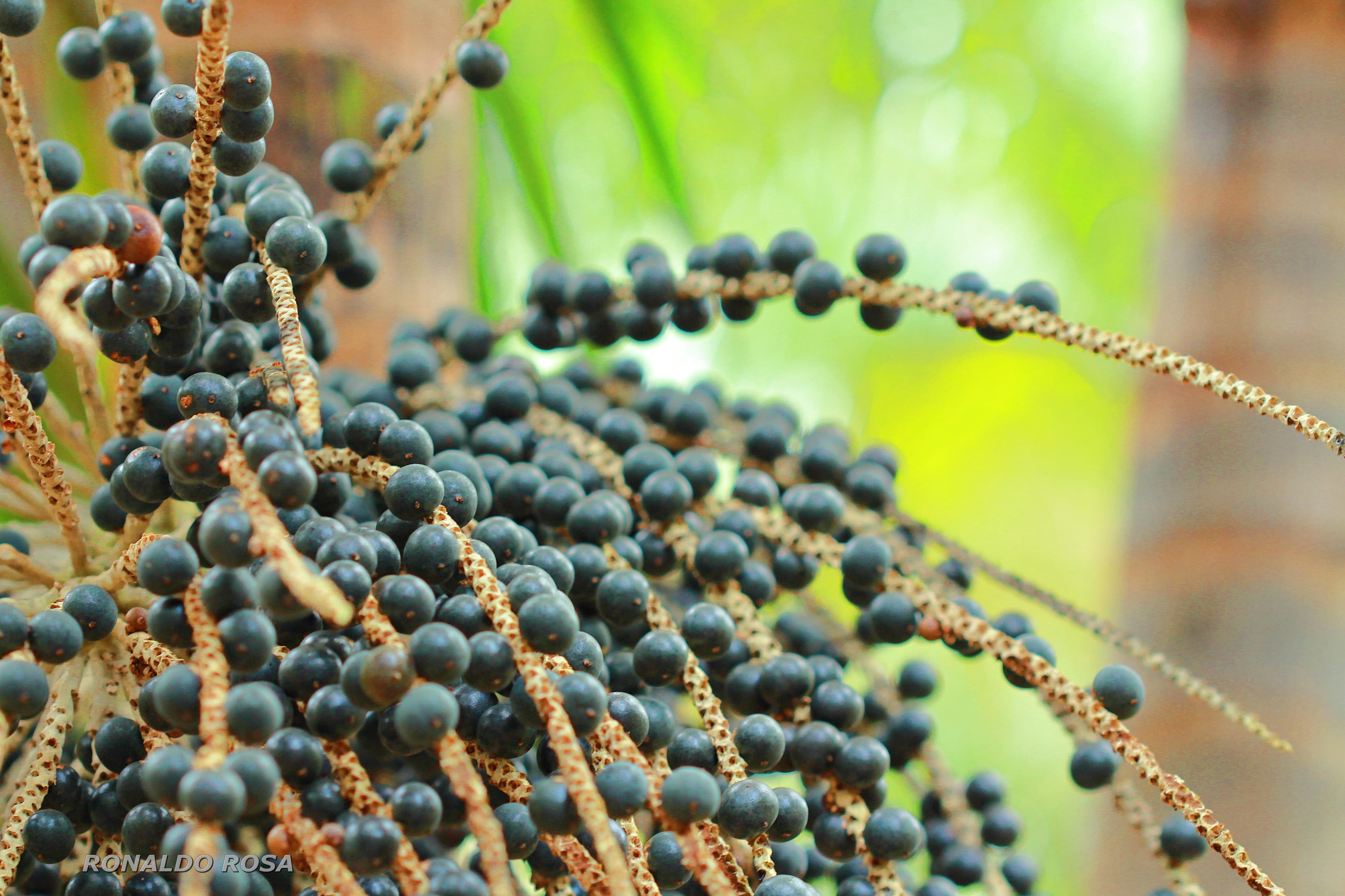 Bônus do Pronaf beneficia produtos agrícolas em julho