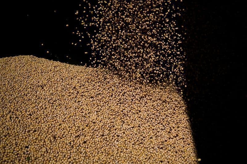 Estudo da USP revela riscos à qualidade nutricional da soja