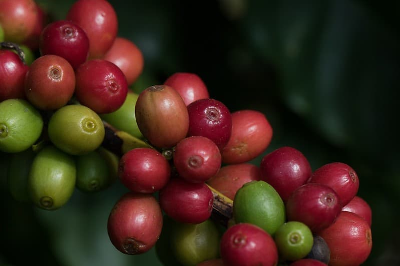 Queda nos preços do café impacta mercados em Nova York