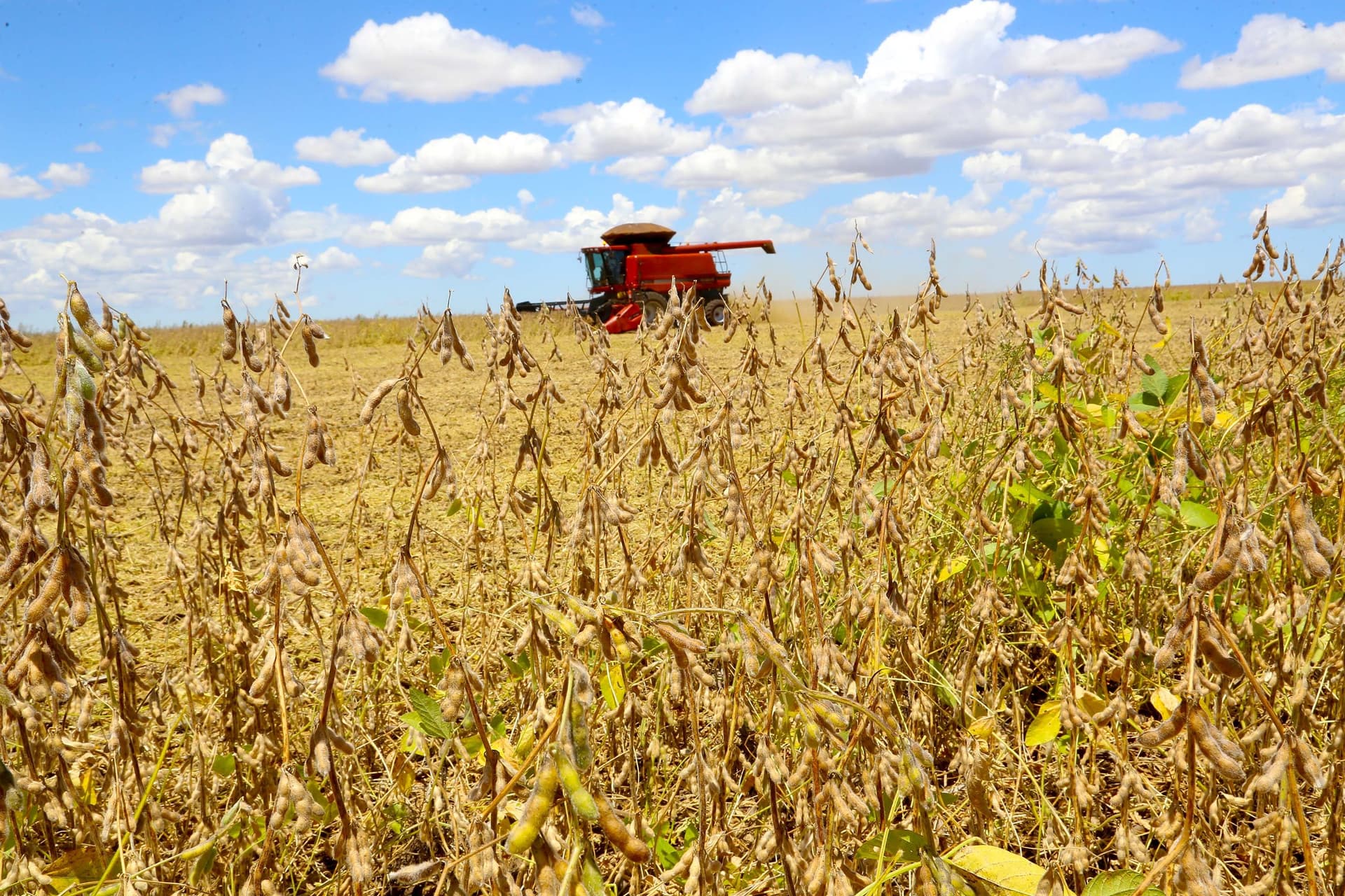 Produção de soja no Brasil deve atingir 183,1 milhões de toneladas