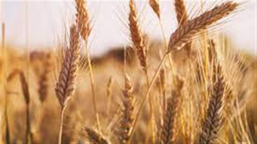 Mercado de trigo no Sul do Brasil enfrenta lentidão e preços baixos