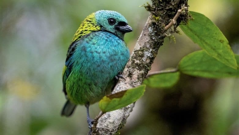 Saíras: as aves coloridas que encantam e atraem criadores