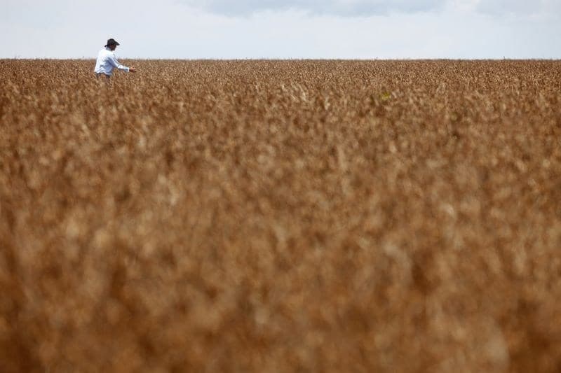 Brasil deve aumentar cultivo de soja e milho em 2026