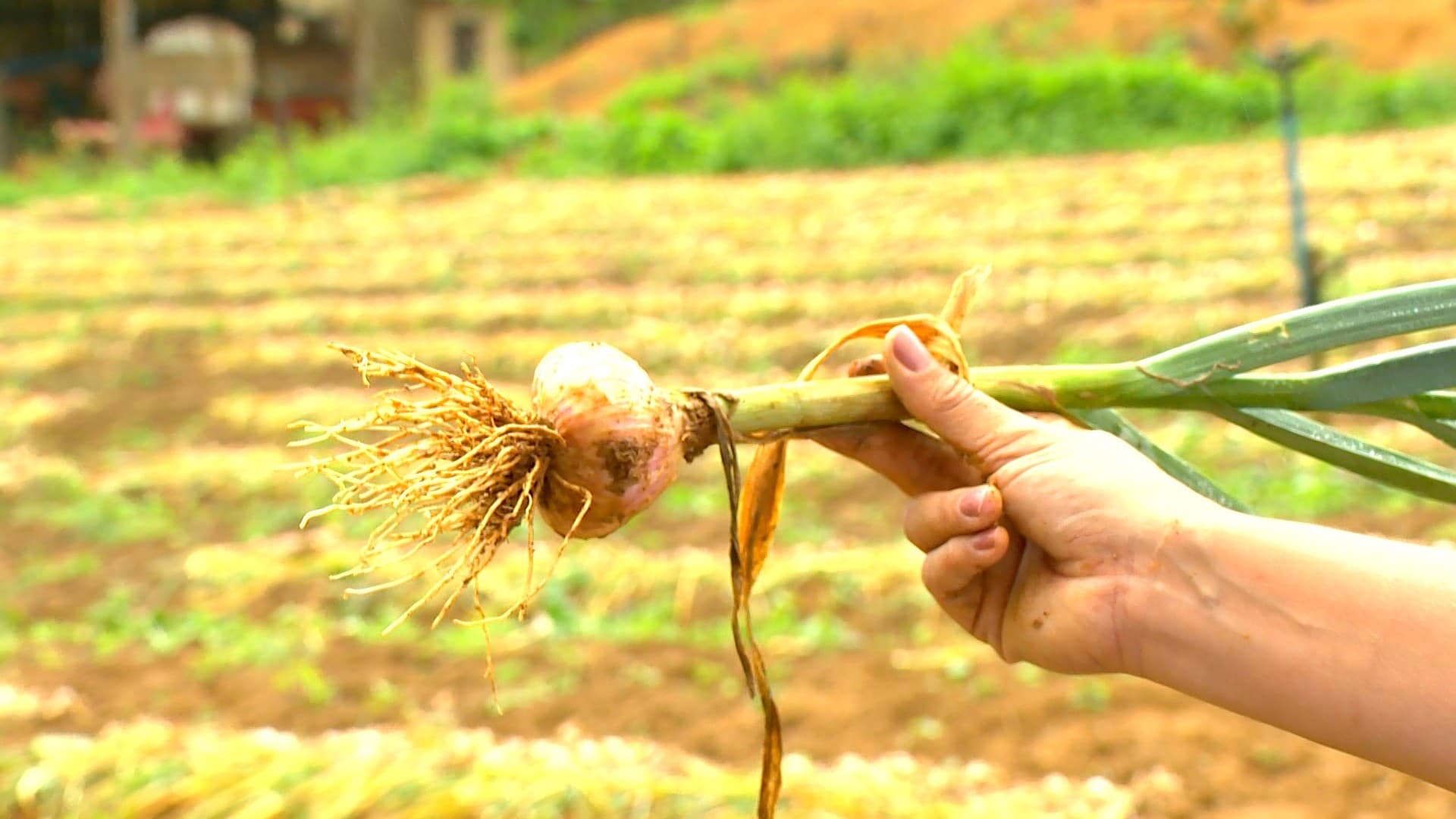 Área de cultivo de alho no Brasil enfrenta queda acentuada
