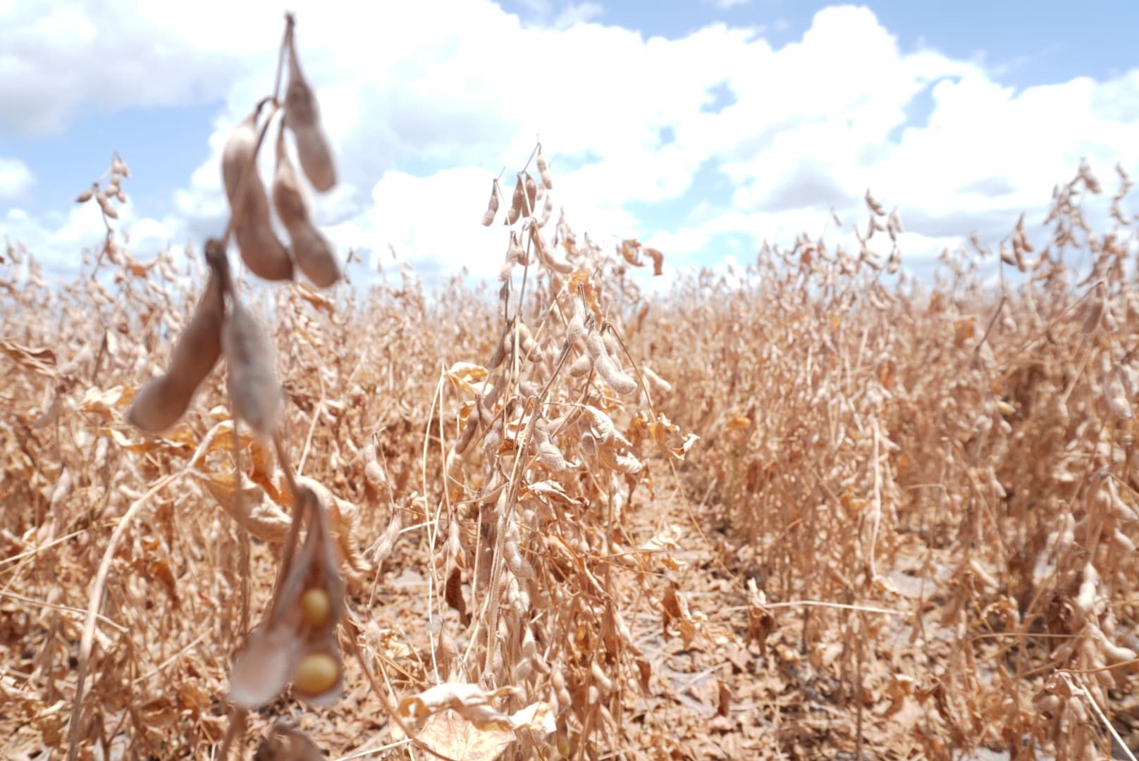 El Niño pode impactar agricultura e economia na América Latina