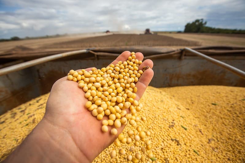 USDA atualiza previsões de soja e trigo para 2025/26