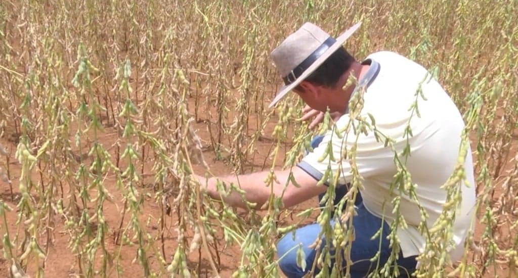 Calendário fitossanitário da soja em Mato Grosso é confirmado para 2026