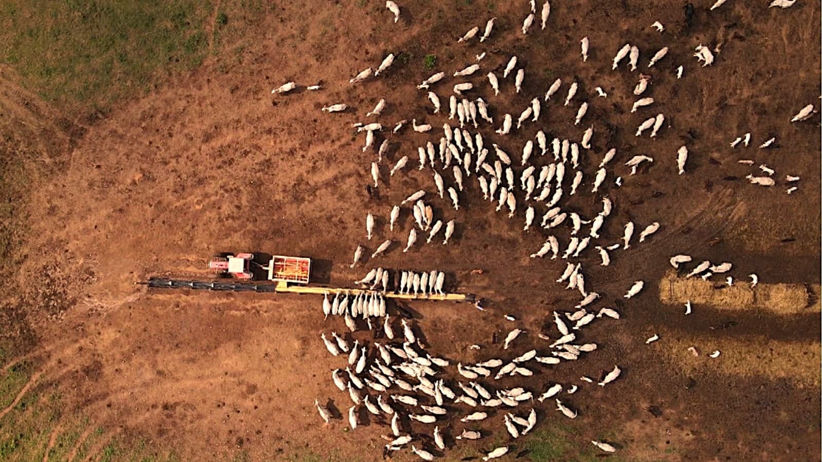Dor em bovinos compromete lucratividade na pecuária de corte