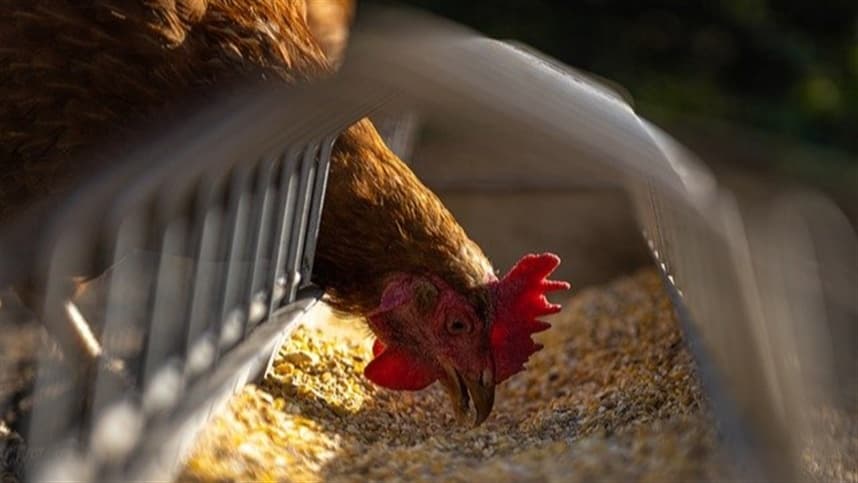 Aumento do custo de produção impacta criação de frango vivo no Paraná