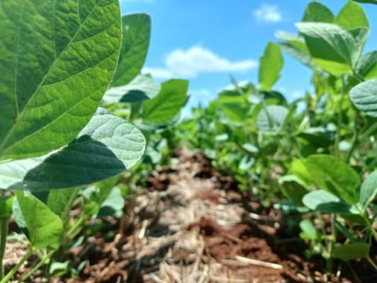 Umidade do solo em Mato Grosso ainda abaixo da média, preocupa safra 2026/27