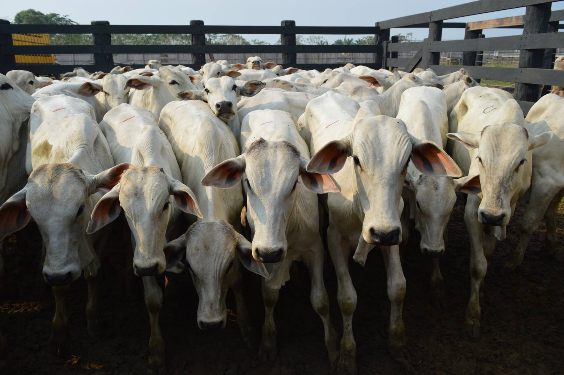 Queda nos preços do boi gordo impacta mercado brasileiro em junho