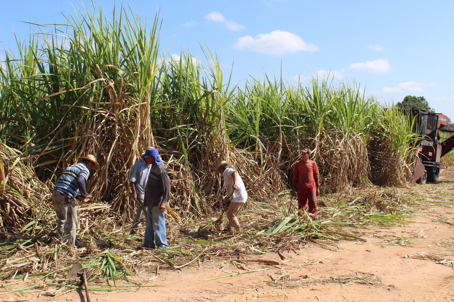 Câmara aprova incentivos fiscais para cana-de-açúcar no Nordeste