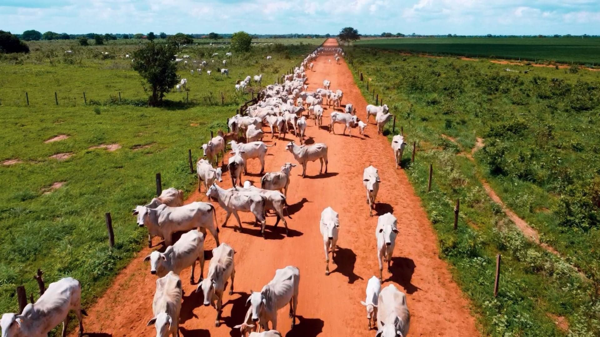Nova Piratininga destaca-se na produção de carne no Brasil