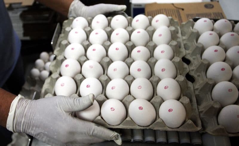 Processamento de ovos nos EUA cresce 3% em maio de 2026