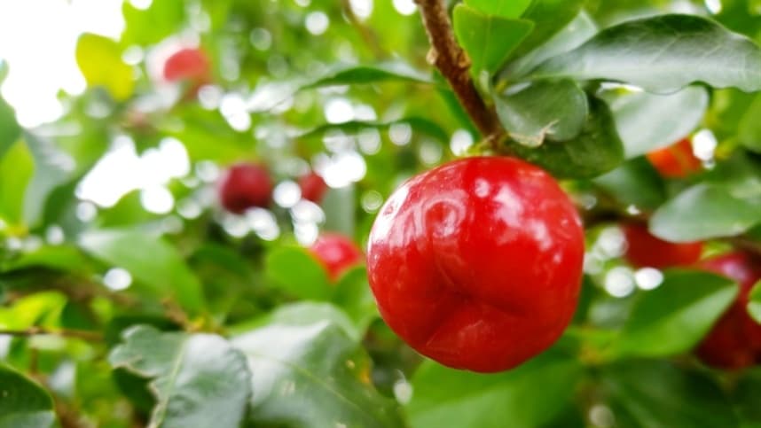Embrapa lança guia sobre cultivo de acerola irrigada para produtores