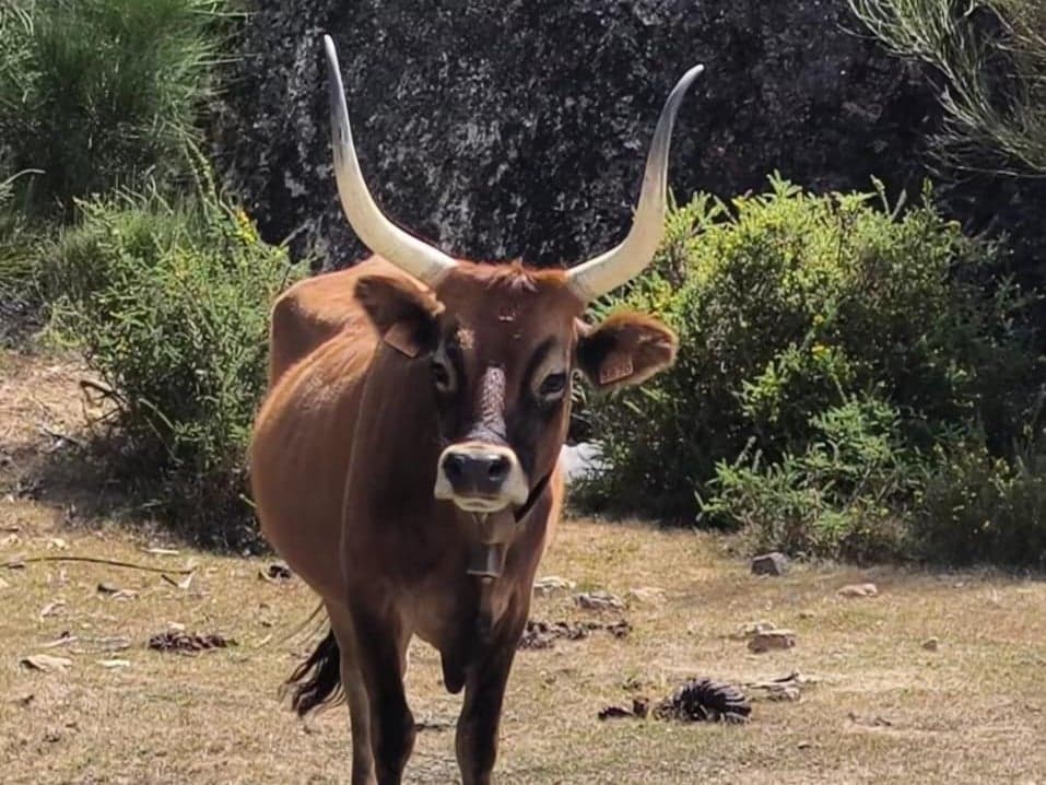Raça bovina Cachena ajuda a combater incêndios florestais na Espanha