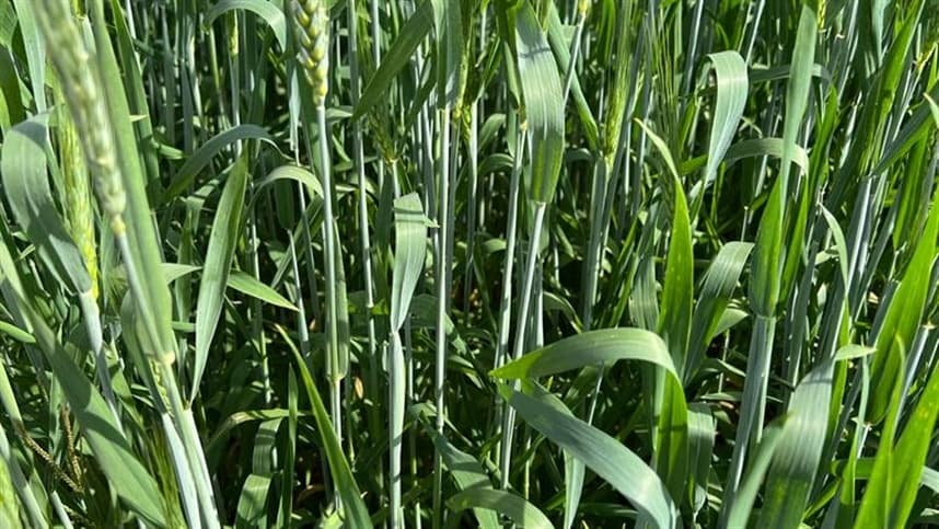 Mercado de trigo no Brasil apresenta variações entre estados produtores