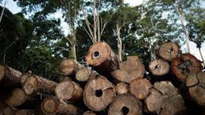 Desmatamento no Brasil cai 21% em 2025, reforçando agenda ambiental
