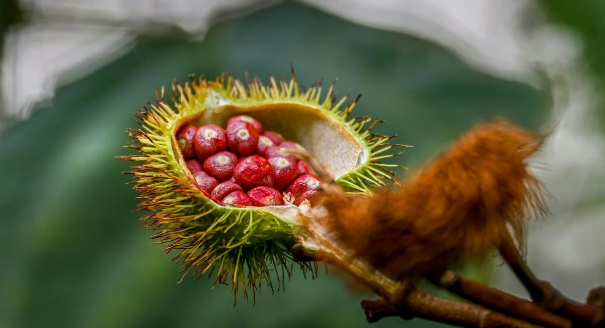 Urucum: pigmento natural impulsiona agricultura brasileira