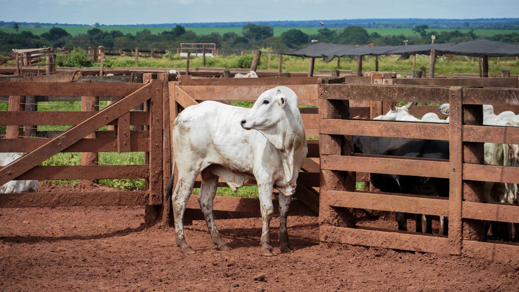 Tereza Cristina discute uso de antimicrobianos com pecuaristas e indústrias