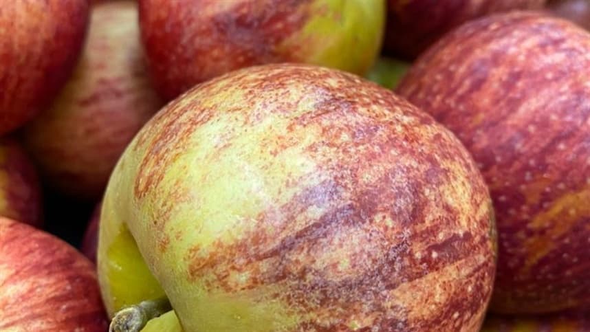 Preços da maçã caem e escoamento enfrenta desafios no RS