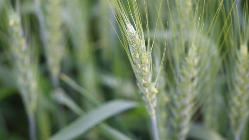 Mercado de trigo no Sul enfrenta dificuldades e incertezas