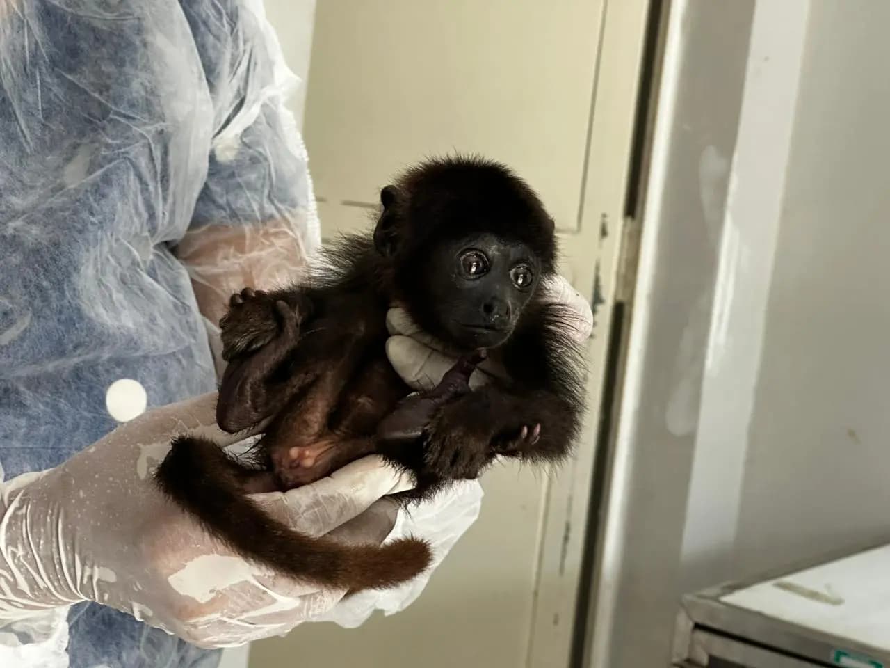 Filhote de macaco bugio é resgatado em Barras, Piauí