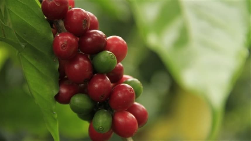 Manejo hídrico é crucial para a produção de café em época de frutificação