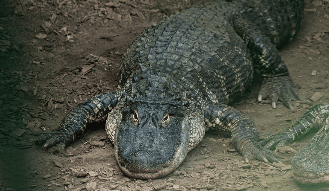 Zoológico reabre após grave ataque a menino em Cambridgeshire
