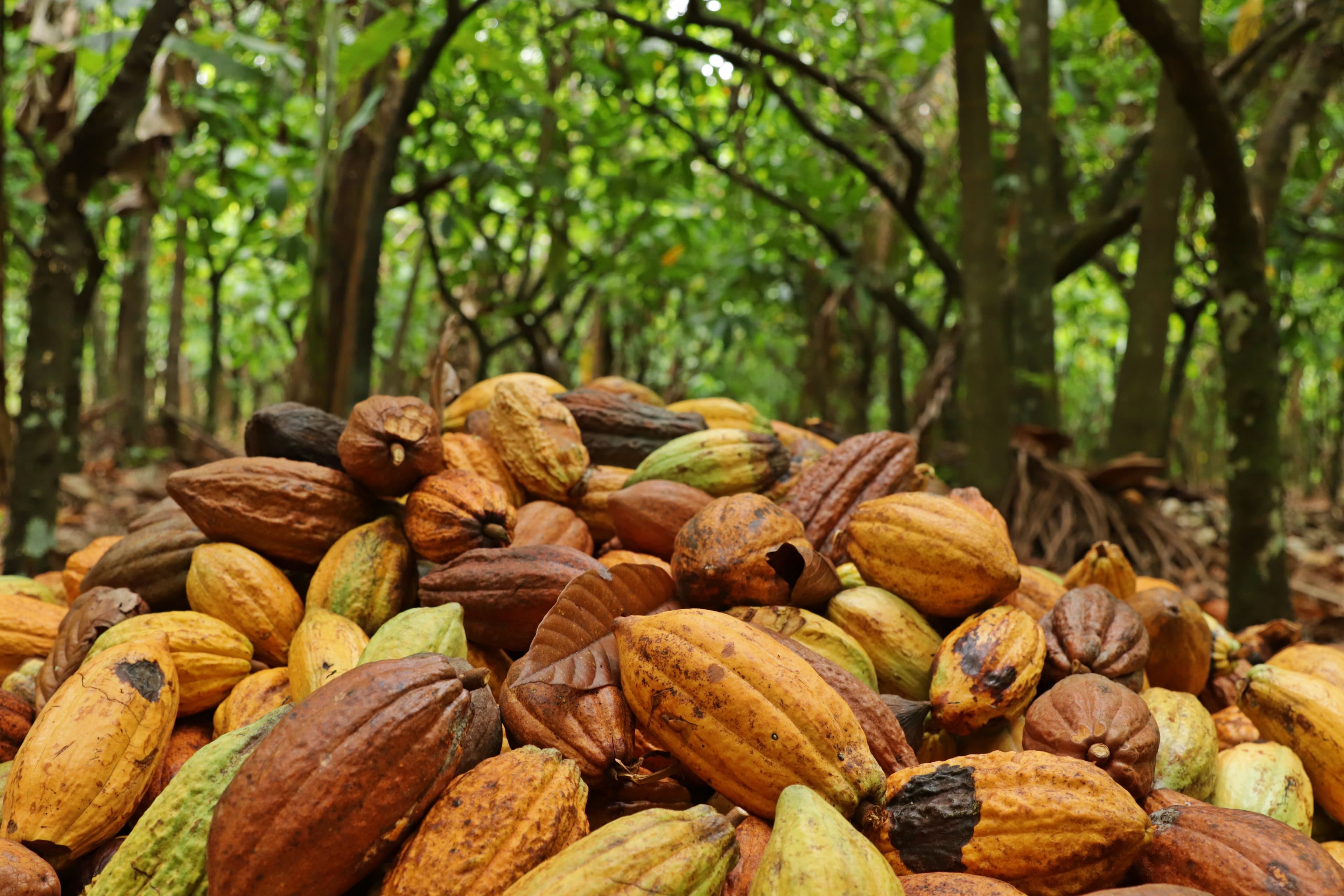 Cacau dispara na bolsa com temores sobre produção na África