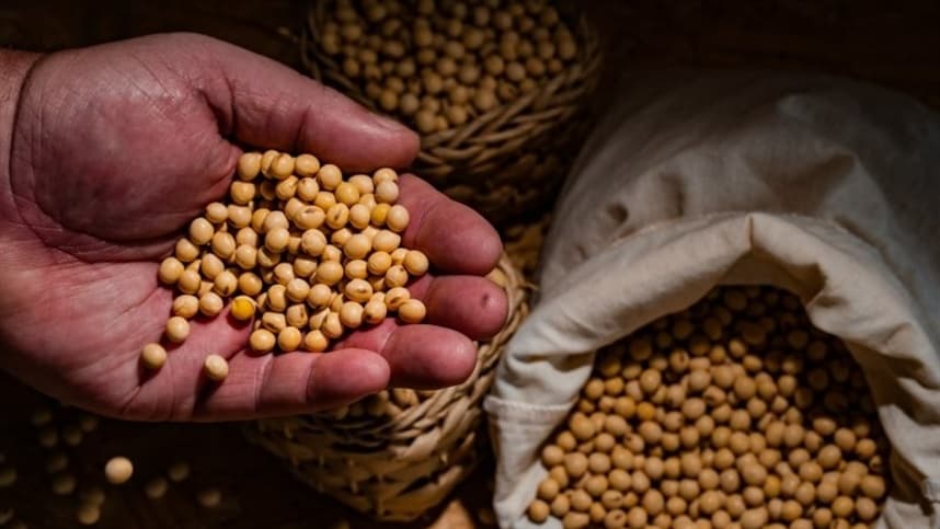Mercado da soja tem altas e baixas no Brasil; foco nas regiões produtivas
