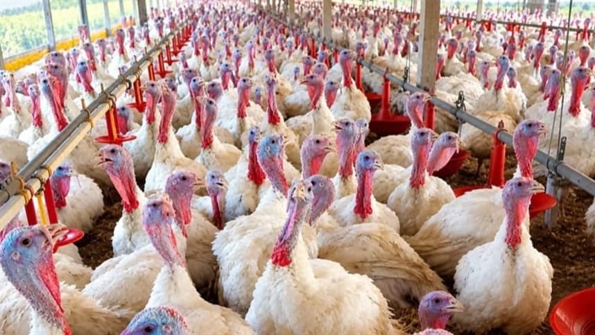 Exportações de produtos avícolas do Brasil têm restrições em três mercados
