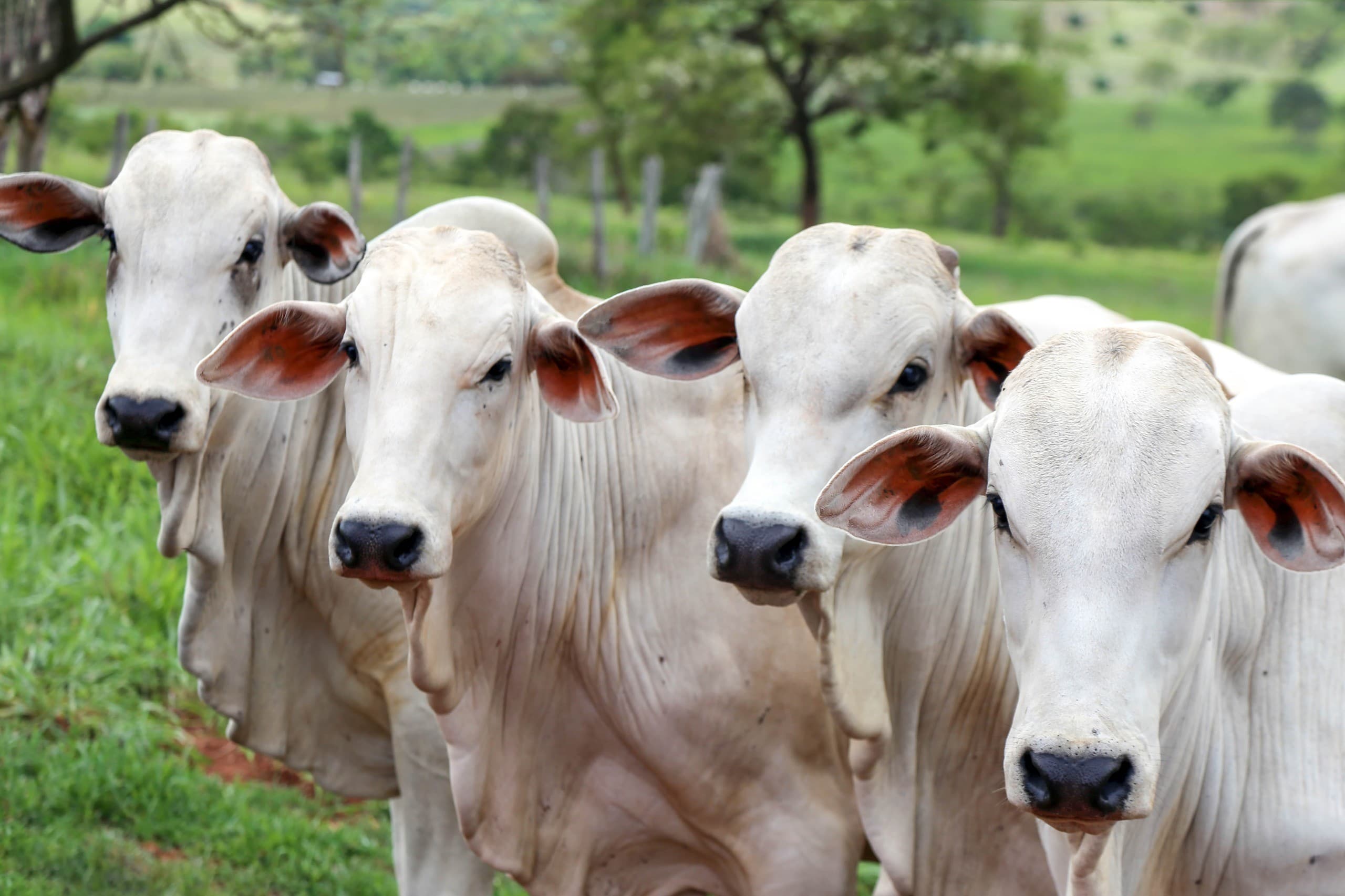 Governo estuda proibição de antimicrobianos na pecuária brasileira