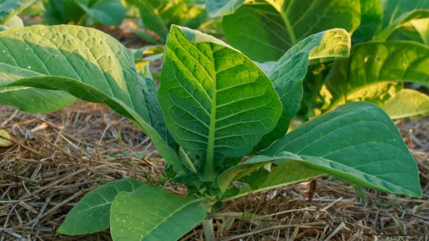 Abertura da Colheita do Tabaco acontece em novembro no Rio Grande do Sul