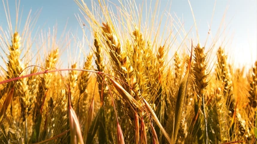 Preços do trigo sobem no Brasil com oferta reduzida
