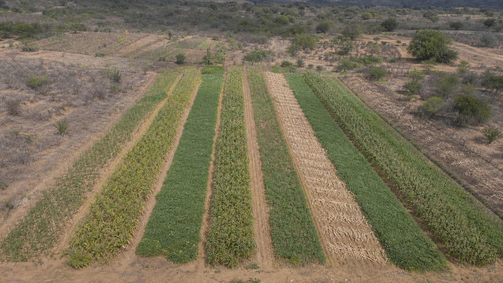 Raízes Agroecológicas avança na Bahia e Sergipe com novas ações