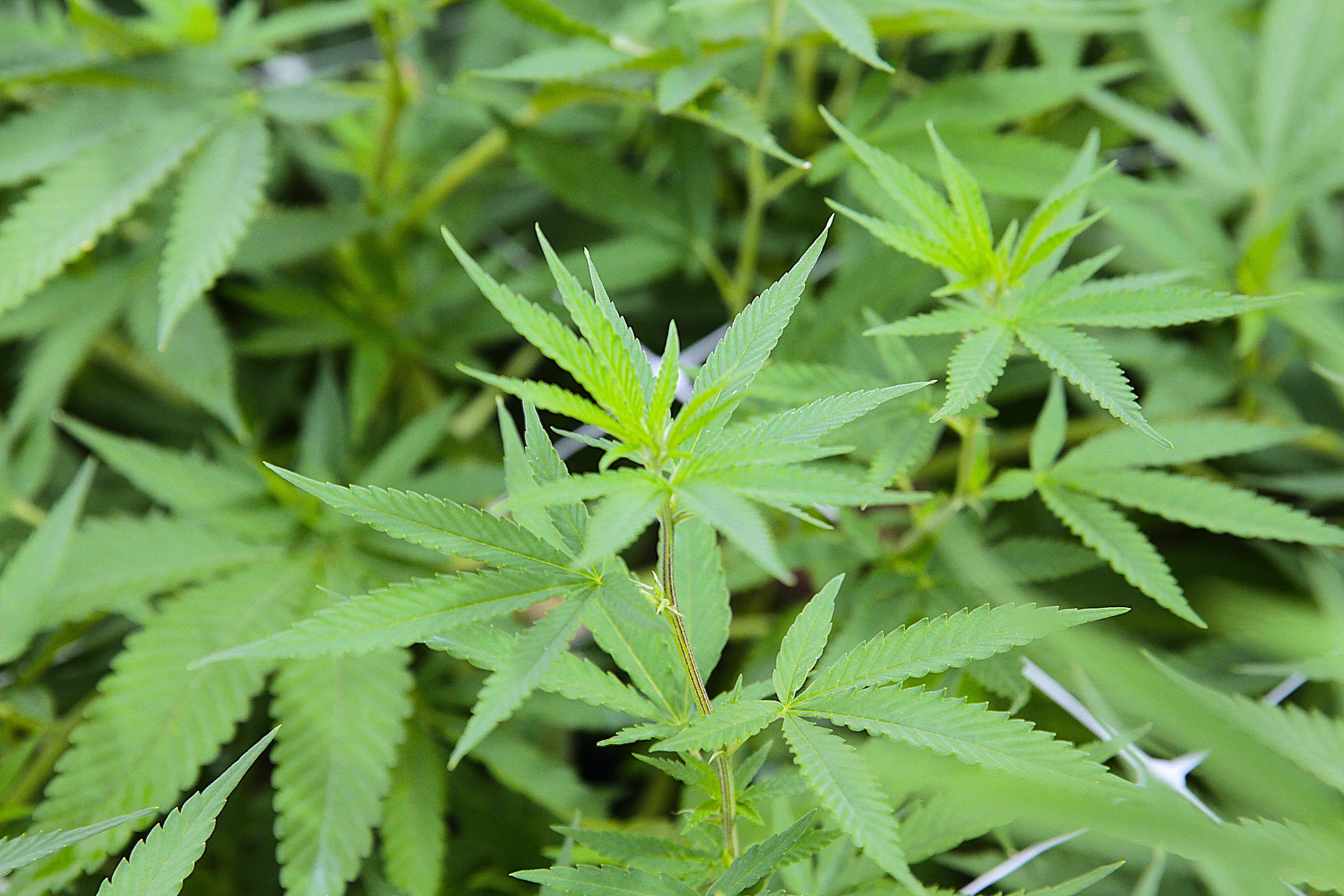 ExpoCannabis Brasil 2026 promete revolucionar mercado de cannabis