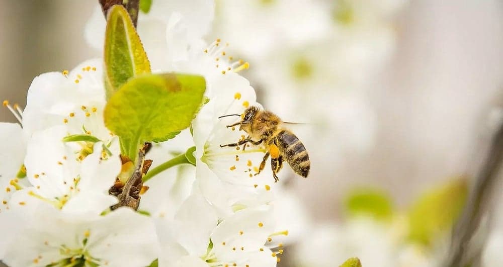 Startup Rent a Bee promove polinização para aumentar produção de café