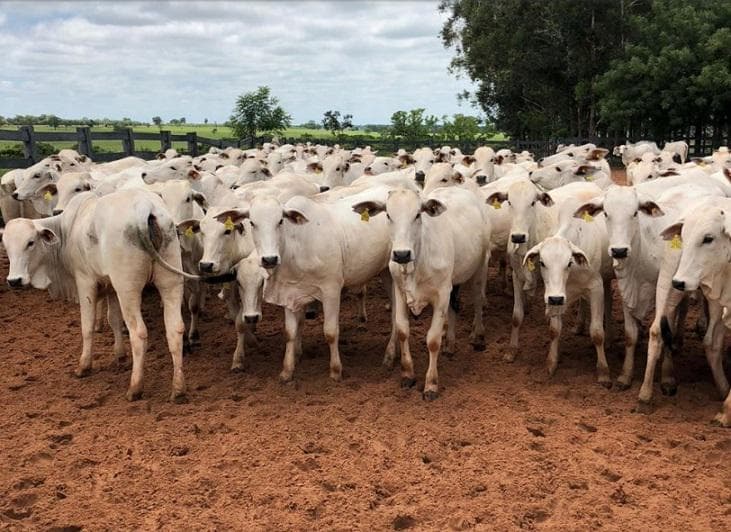 Mercado do boi gordo registra lentidão e expectativas de alta