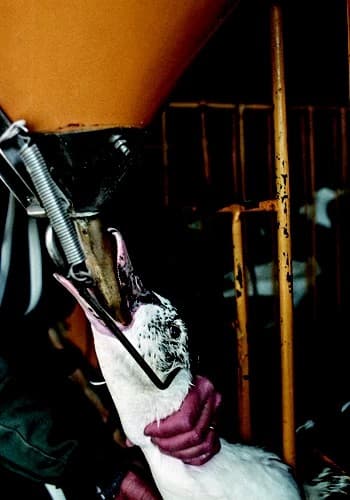 Brasil avança na proibição do foie gras e gera polêmica