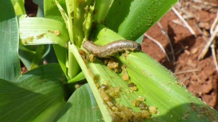 Eficácia de baculovírus na Spodoptera frugiperda varia em produtos