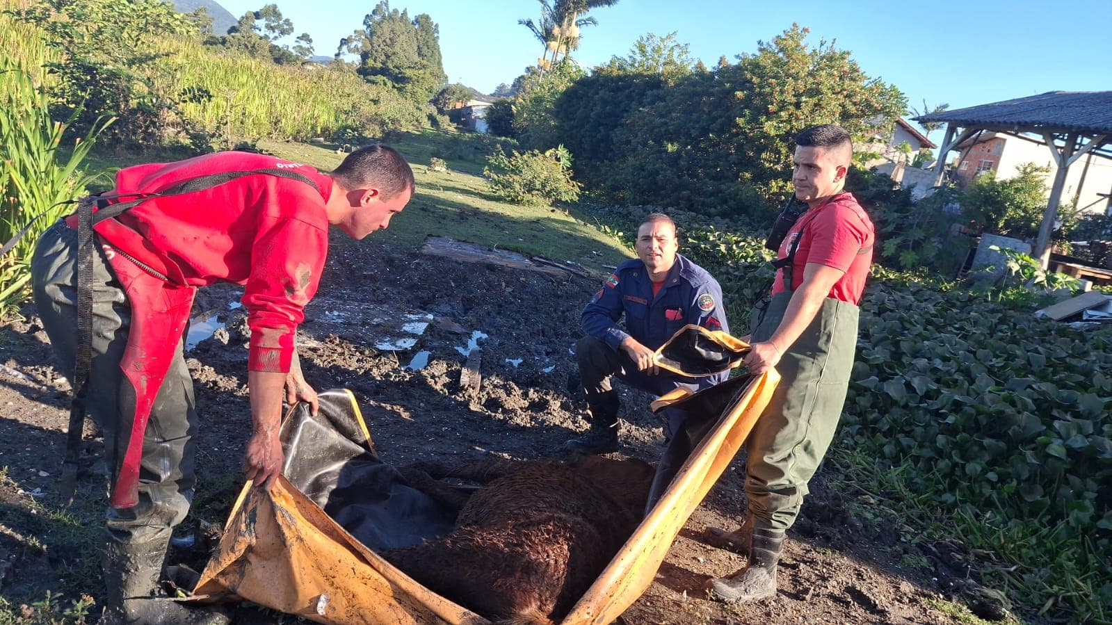 Bombeiros resgatam cavalo atolado em Florianópolis