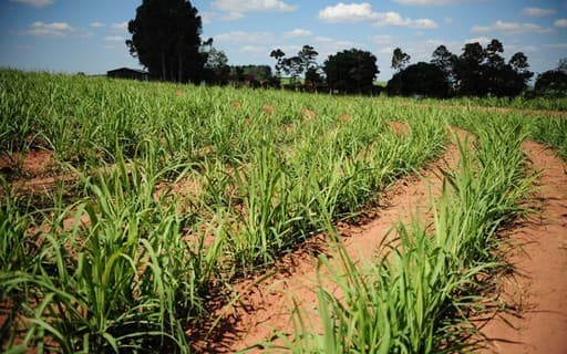 Seguro rural é ignorado em plano contra os impactos do El Niño